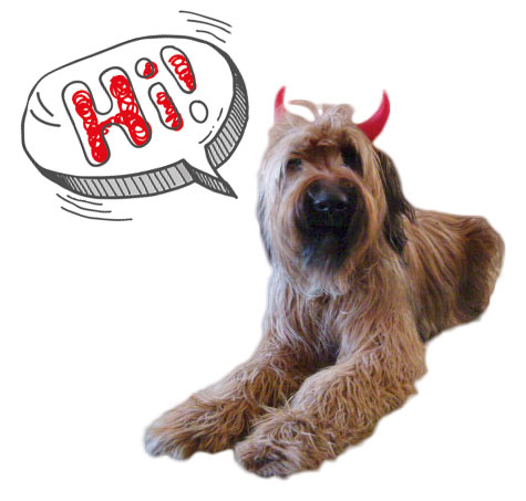 Unser Bürohund: Briard Berta